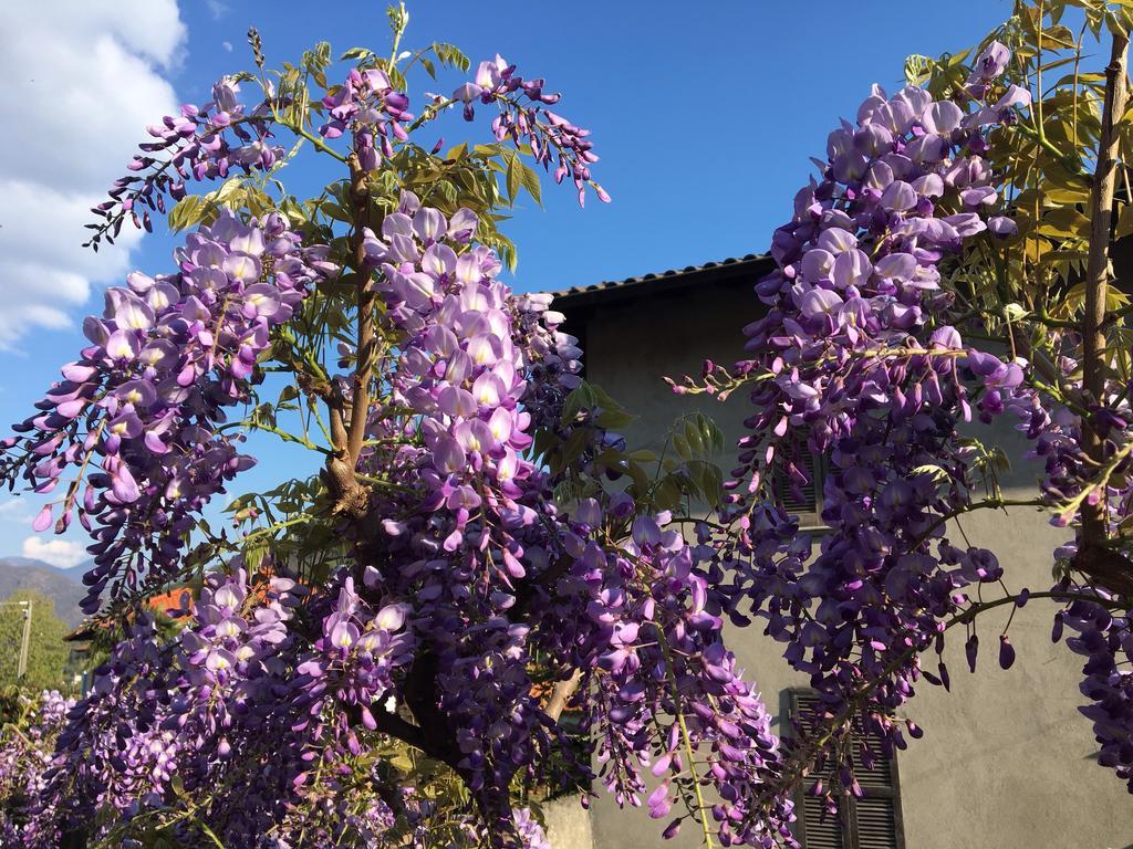 B&B Villa Dei Pini Cannobio Exterior foto